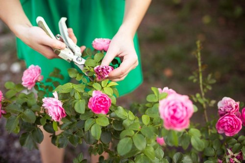 Professional soft landscaping for a residential or commercial property in Paddington